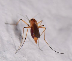 Aedes bimaculatus