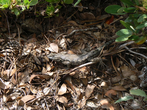 iNaturalist observation photo of Western Fence Lizard