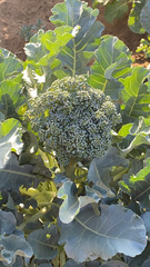 Brassica oleracea italica