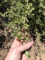 Quercus cornelius-mulleri