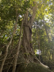 Ficus trigonata