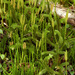 Lycopodium clavatum - Photo (c) Timothy McNitt,  זכויות יוצרים חלקיות (CC BY), הועלה על ידי Timothy McNitt