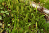 Stag's-horn Clubmoss - Photo (c) Timothy McNitt, some rights reserved (CC BY), uploaded by Timothy McNitt