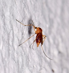 Aedes bimaculatus
