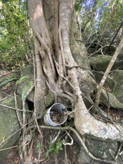 Ficus trigonata