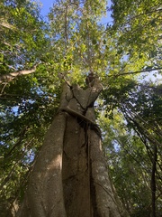 Ficus trigonata