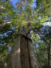 Ficus trigonata