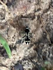 Traumatomutilla indica