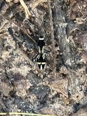 Traumatomutilla indica