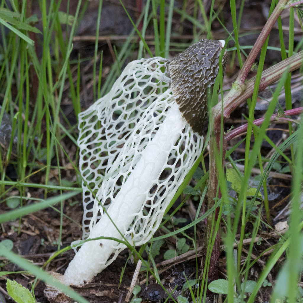 Phallus indusiatus · April 2022 · photo: © ftsautter (iNaturalist, cc0)