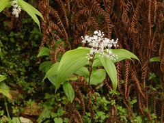 Maianthemum paniculatum