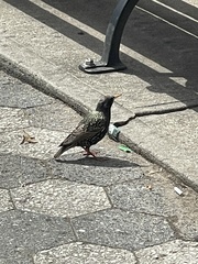 Sturnus vulgaris