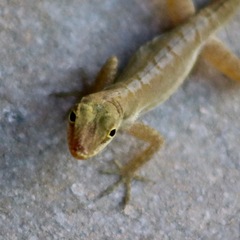 Anolis acutus