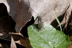 Sciapteryx consobrina