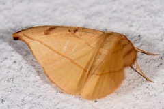 Patalene luciata