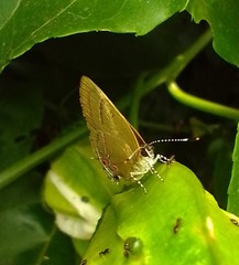 Calycopis