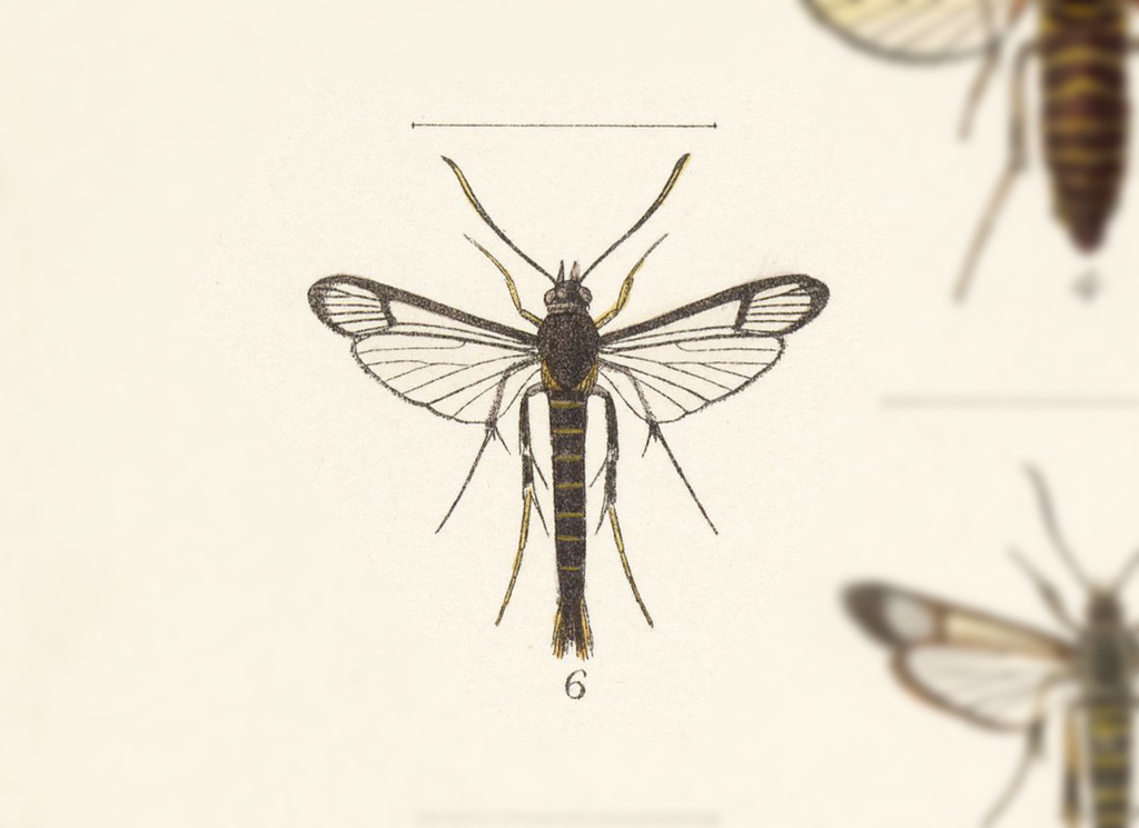Carmenta ruficaudis