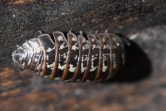 Armadillidium pictum