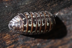 Armadillidium pictum