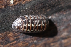 Armadillidium pictum