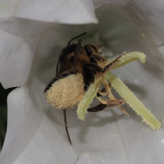 Megachile willughbiella