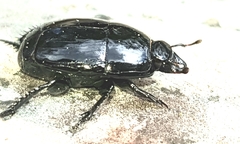 Margarinotus