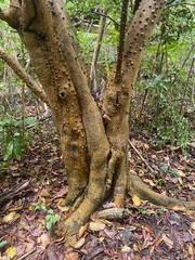 Zanthoxylum schreberi