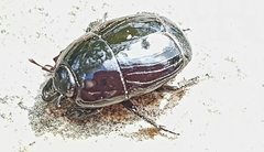 Margarinotus