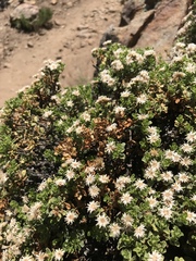 Ericameria cuneata macrocephala