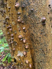 Zanthoxylum schreberi