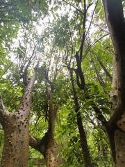 Zanthoxylum schreberi