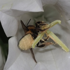 Megachile willughbiella