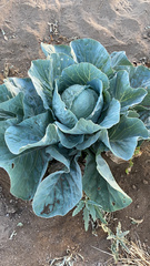 Brassica oleracea