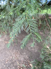 Taxus baccata