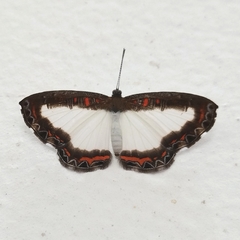 Nymphidium azanoides amazonensis