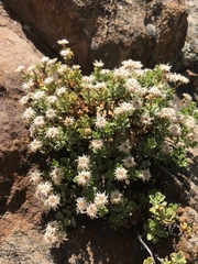 Ericameria cuneata macrocephala