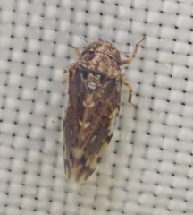 Aphrodinae