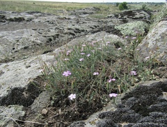 Dianthus hypanicus