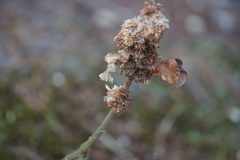 Andricus quercusfrondosus