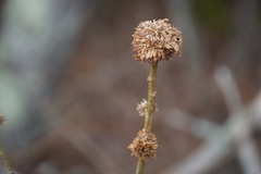 Andricus quercusfrondosus