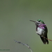 Calliope Hummingbird - Photo (c) Dave McMullen, some rights reserved (CC BY-NC-SA)