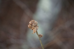 Andricus quercusfrondosus