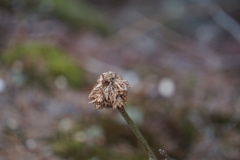 Andricus quercusfrondosus