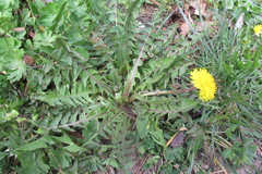 Taraxacum distinctilobum