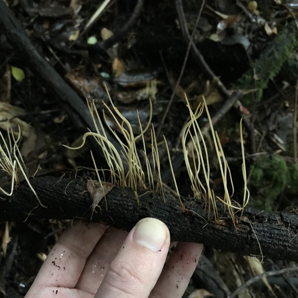 Macrotyphula juncea · April 2022 · photo: © cristianriquelme (iNaturalist, cc-by)