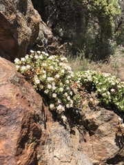 Ericameria cuneata macrocephala