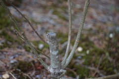 Andricus quercusfrondosus