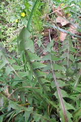 Taraxacum distinctilobum