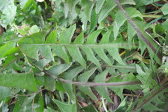 Taraxacum distinctilobum