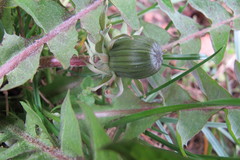 Taraxacum distinctilobum